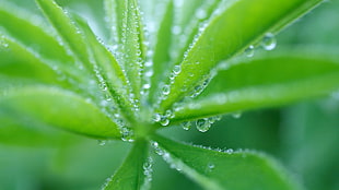 selective focus photography of dew drops in leaves
